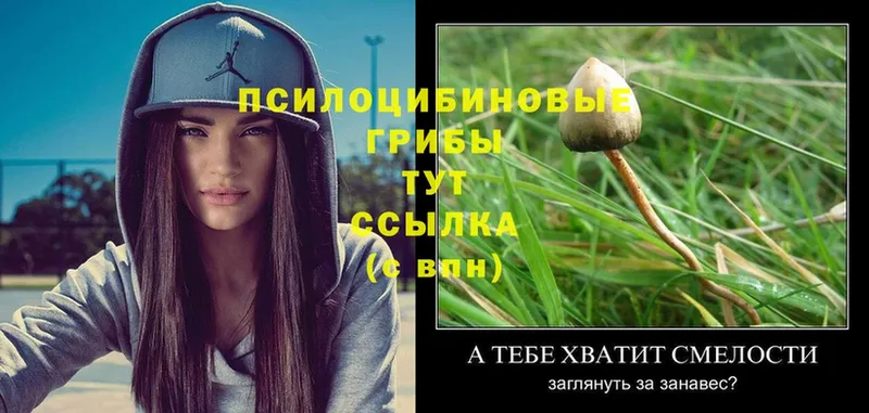 цена   Краснокамск  OMG   Галлюциногенные грибы MAGIC MUSHROOMS 